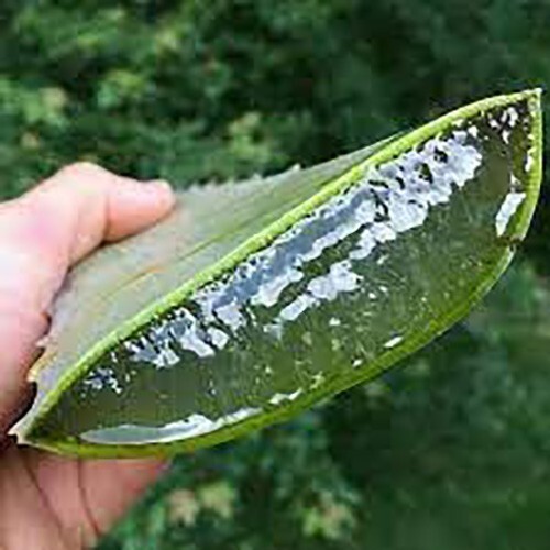 Aloe Vera Gel (THICK) 100% Pure Organic Soothing Moisturizing Skin Lotion – 4oz