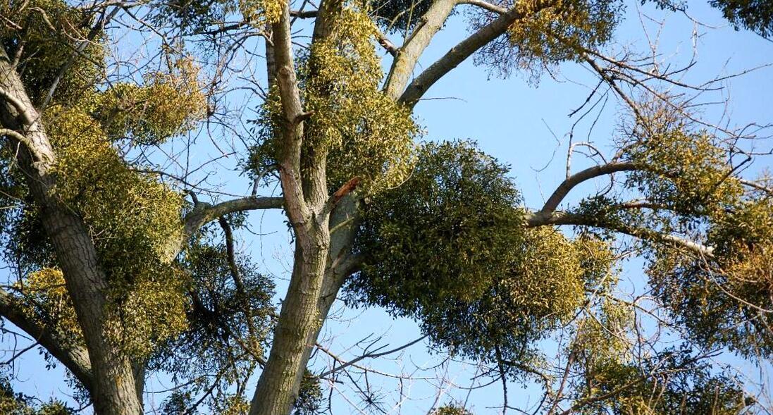 Mistletoe ( Viscum album, Omela ) ORGANIC from Carpathian mountain. Ukraine