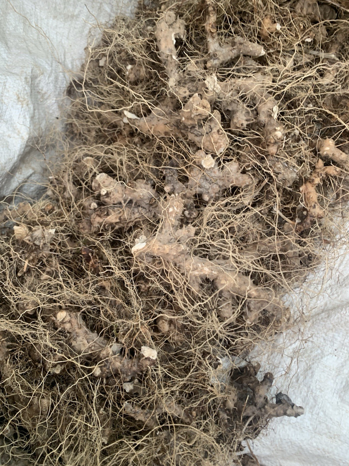 1lb Dried Appalachian Harvested Wild Yam Root