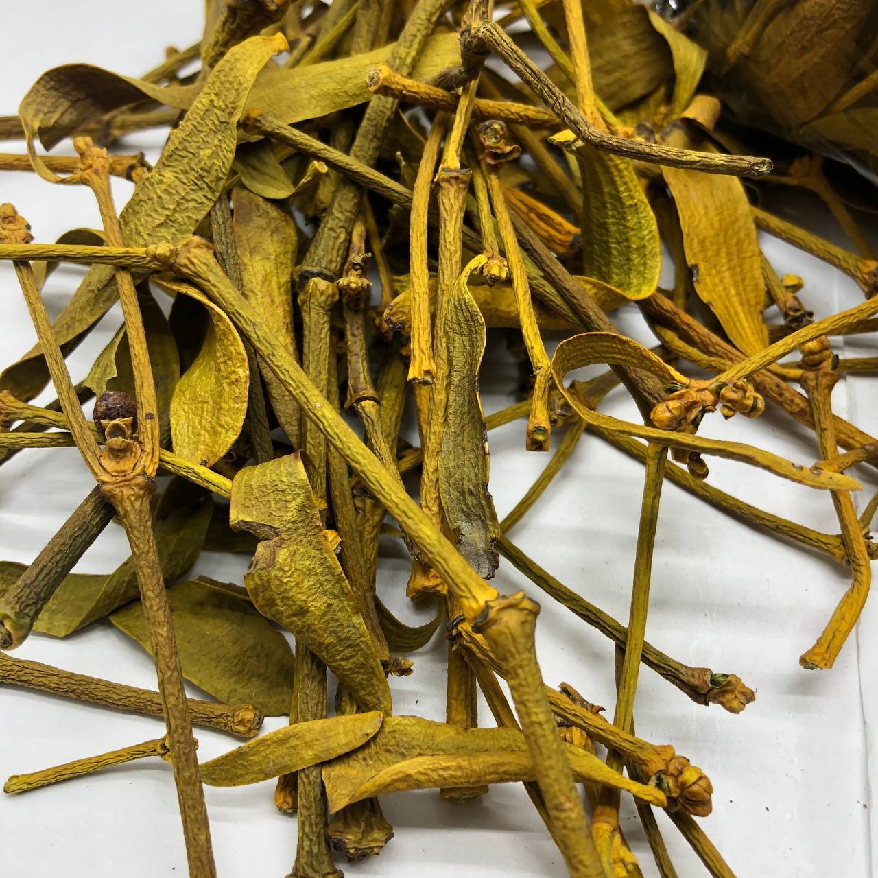 Mistletoe ( Viscum album, Omela ) ORGANIC from Carpathian mountain. Ukraine