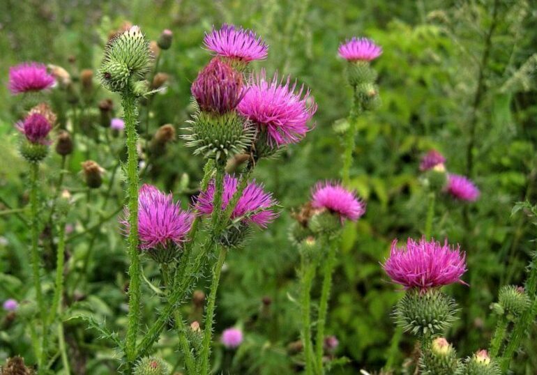 Milk thistle seeds ( Silybum marianum ) ORGANIC from Carpathian mountain Ukraine
