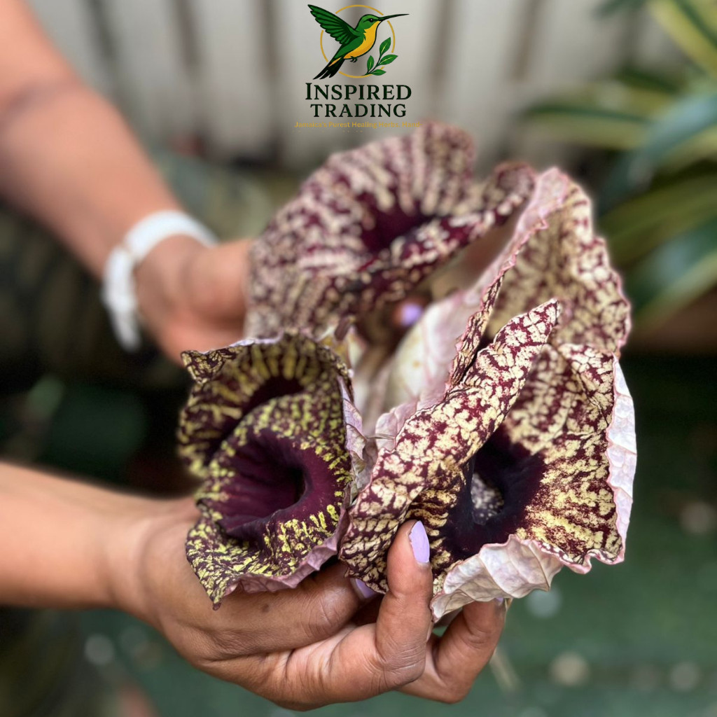 Jamaican Duck Flower Detox- Handpicked In Portland