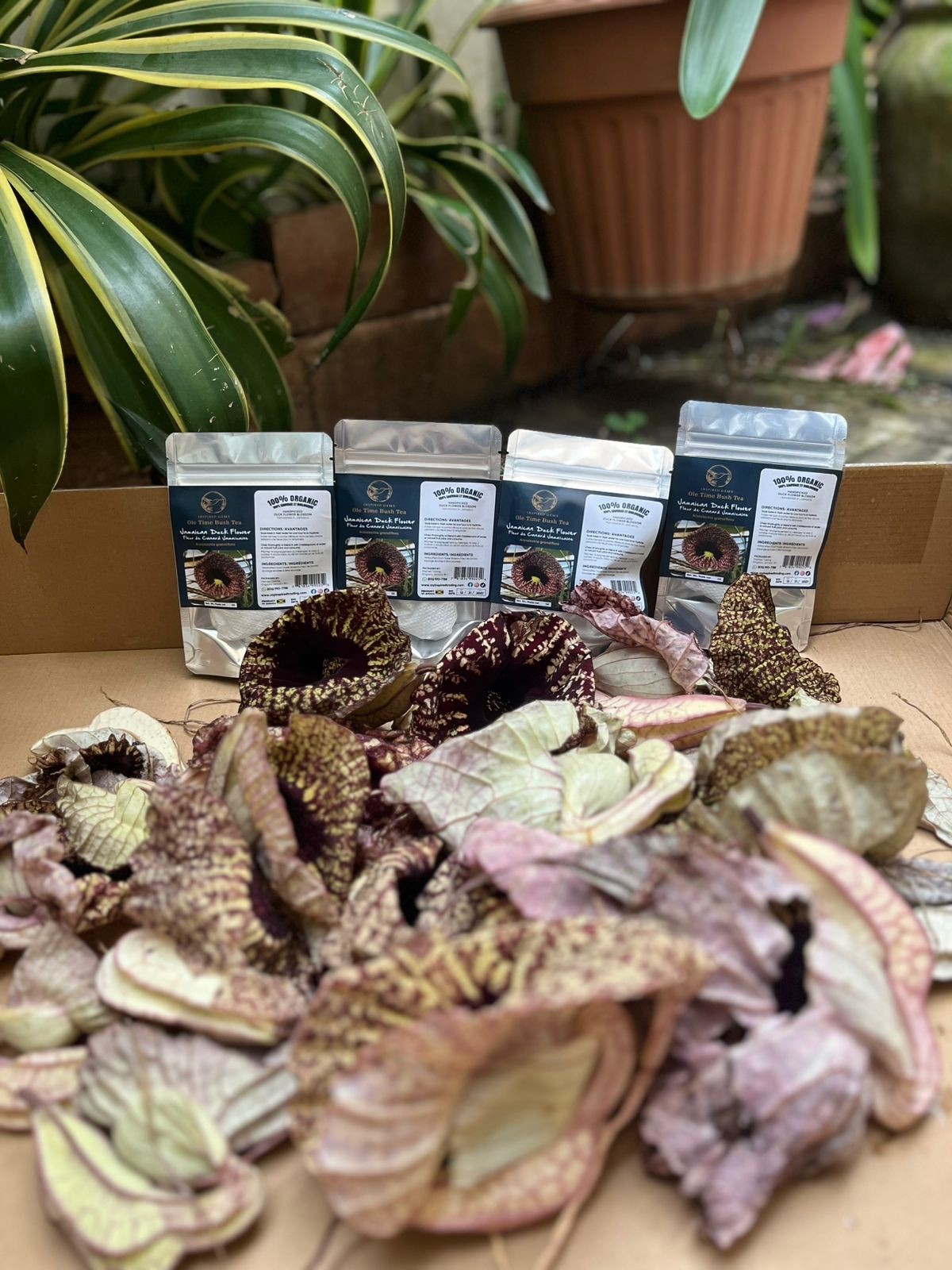 Jamaican Duck Flower Detox- Handpicked In Portland