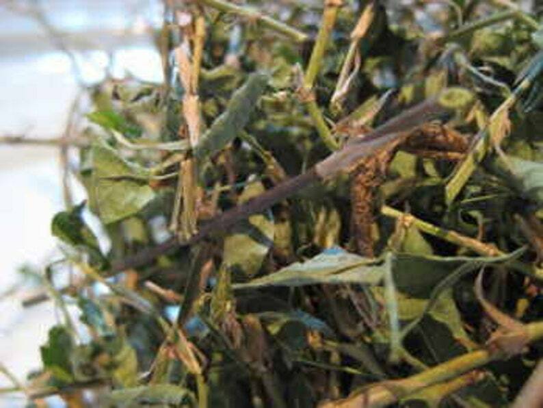 Jamaica Medina leaf herb Alysicarpus Vaginalis 0.5 oz Product of Jamaica