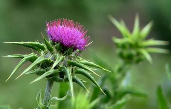 Milk thistle seeds ( Silybum marianum ) ORGANIC from Carpathian mountain Ukraine