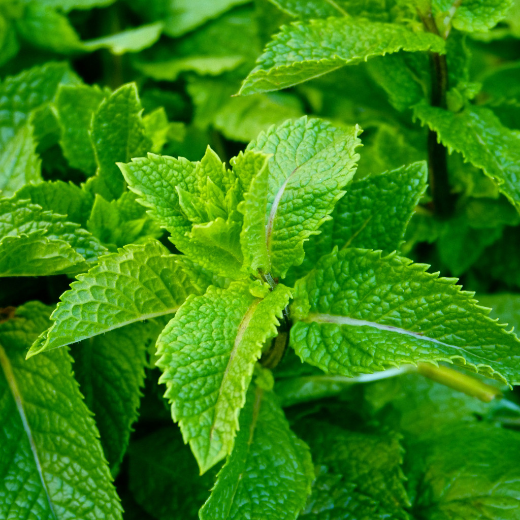 Organic Peppermint Herbal Tea (Te de Menta Poleo) 30 Tea Bags Caffeine-Free Tea