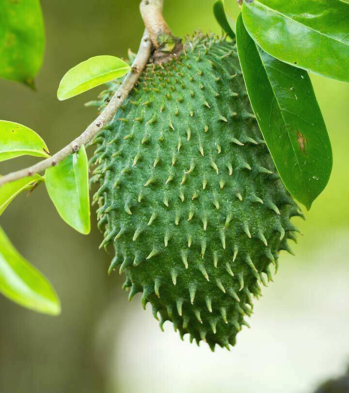 Soursop Graviola 100 TEA BAGS Pure Leaf Tea by YOKABA – Annona Muricata