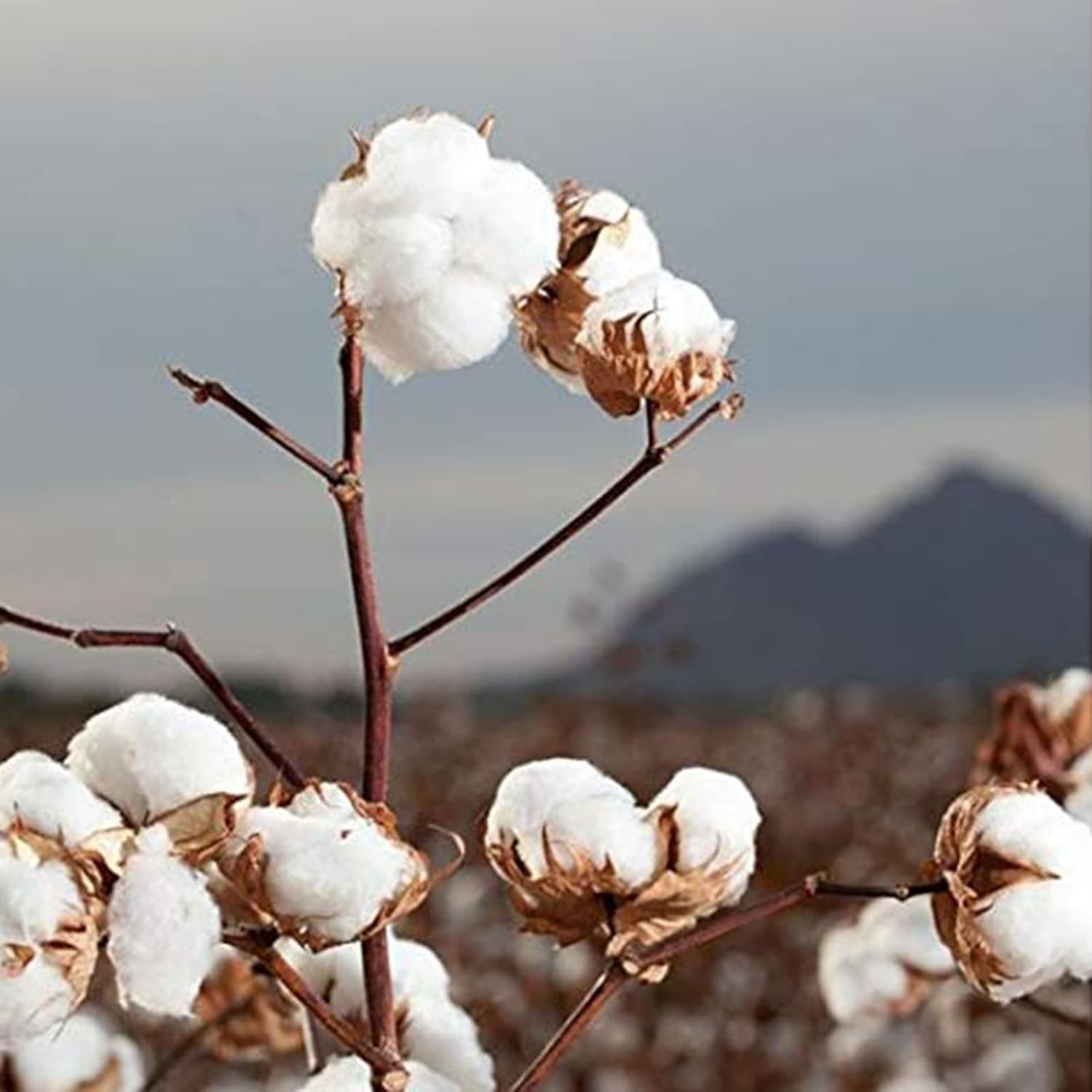 Eco-Friendly 100% Organic Cotton Rounds – 70 Count for Sensitive Skin Care