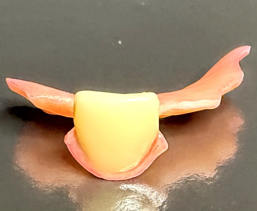 Acrylic Denture Flipper – Custom Fitted