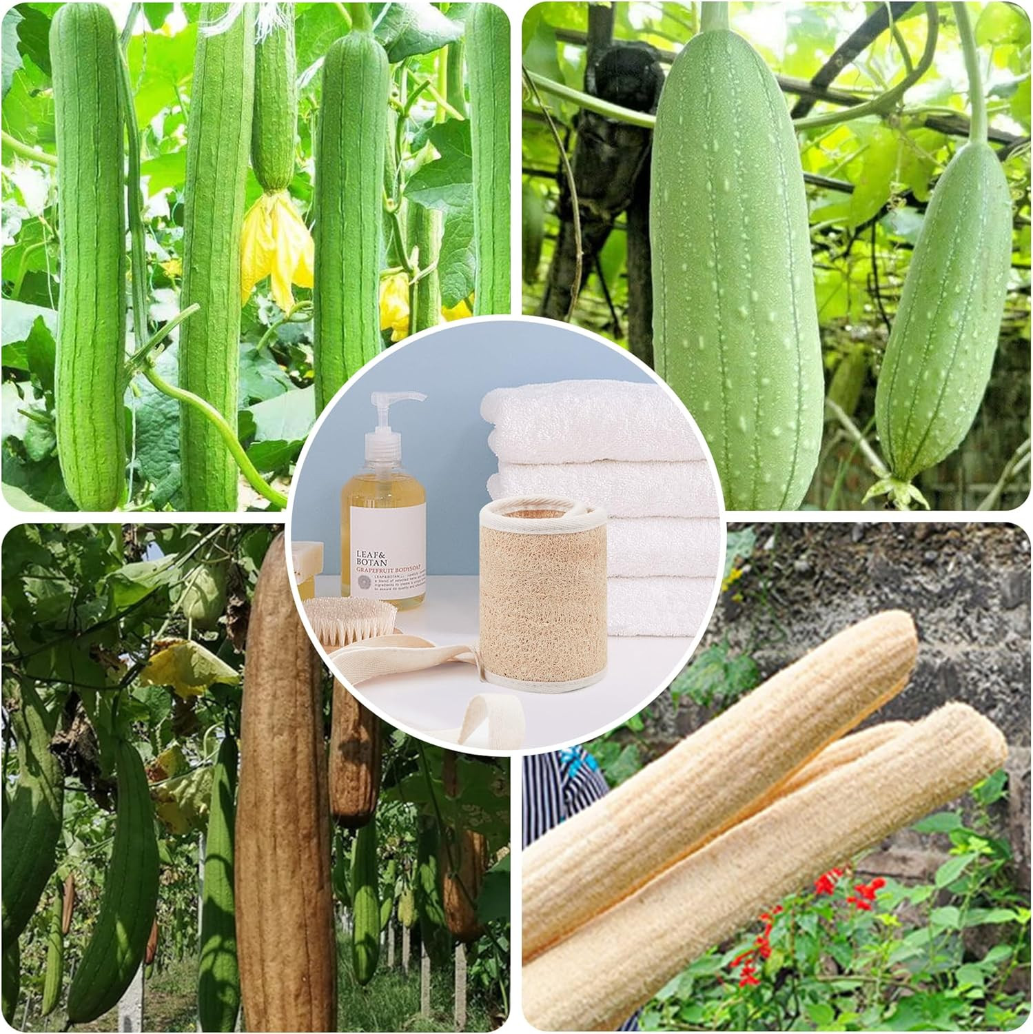 Natural Loofah Back Scrubber Long Loofa for Shower Bath with Handles Exfoliating