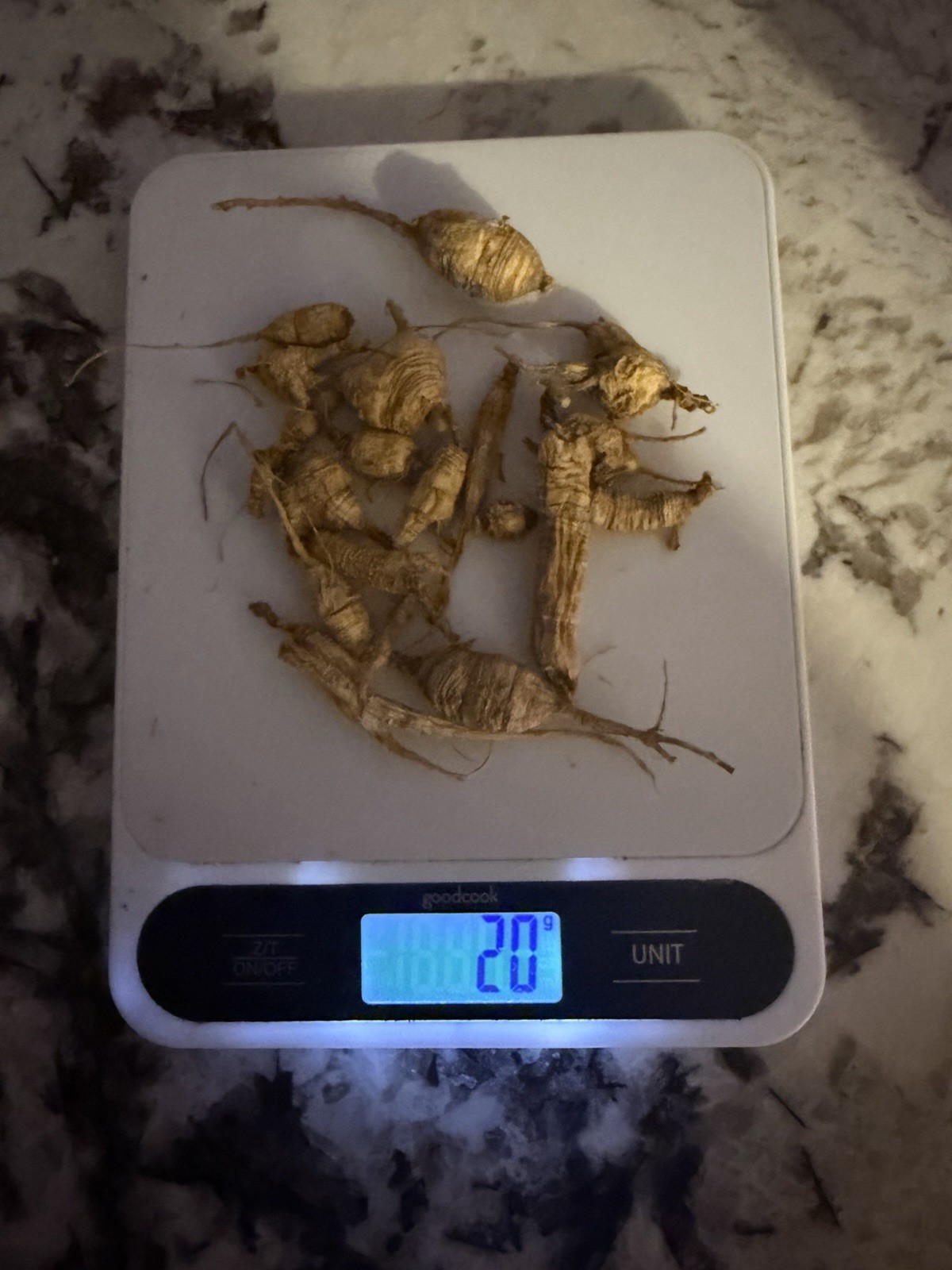 1/22Lbs Hand Foraged Appalachian Ginseng From Kentucky Fresh And Dried 2026🌱