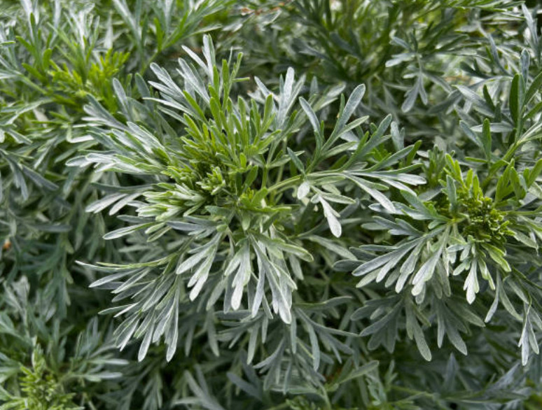 Wormwood Herb or Powder | Organic Natural Herb | 1/4/8oz | Digestion Cleanse Aid