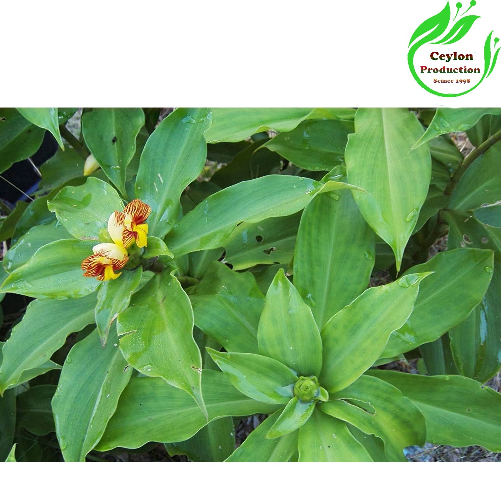 Insulin Plant Leaves powder Natural Blood Sugar Support Ayurvedic Herbal Organic
