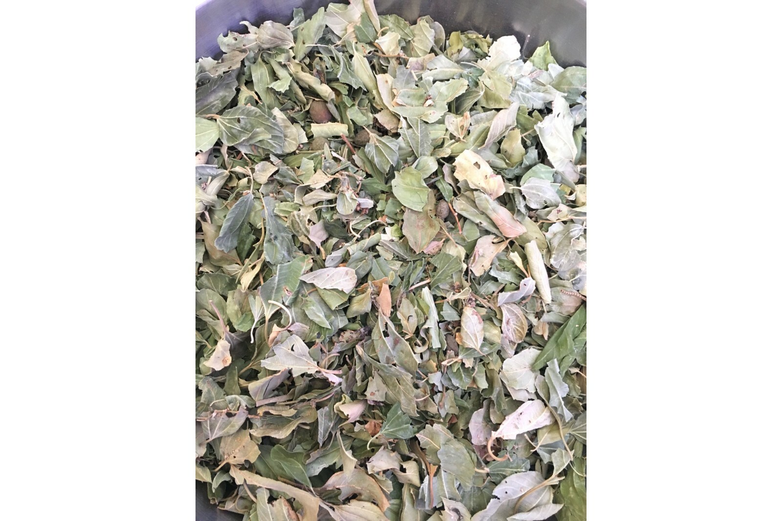 DRIED SIDR LEAVES. Natural, Healthy and Organic. ورق سدر مجفف