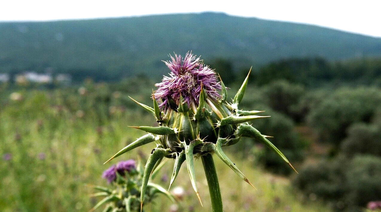 Milk thistle seeds ( Silybum marianum ) ORGANIC from Carpathian mountain Ukraine