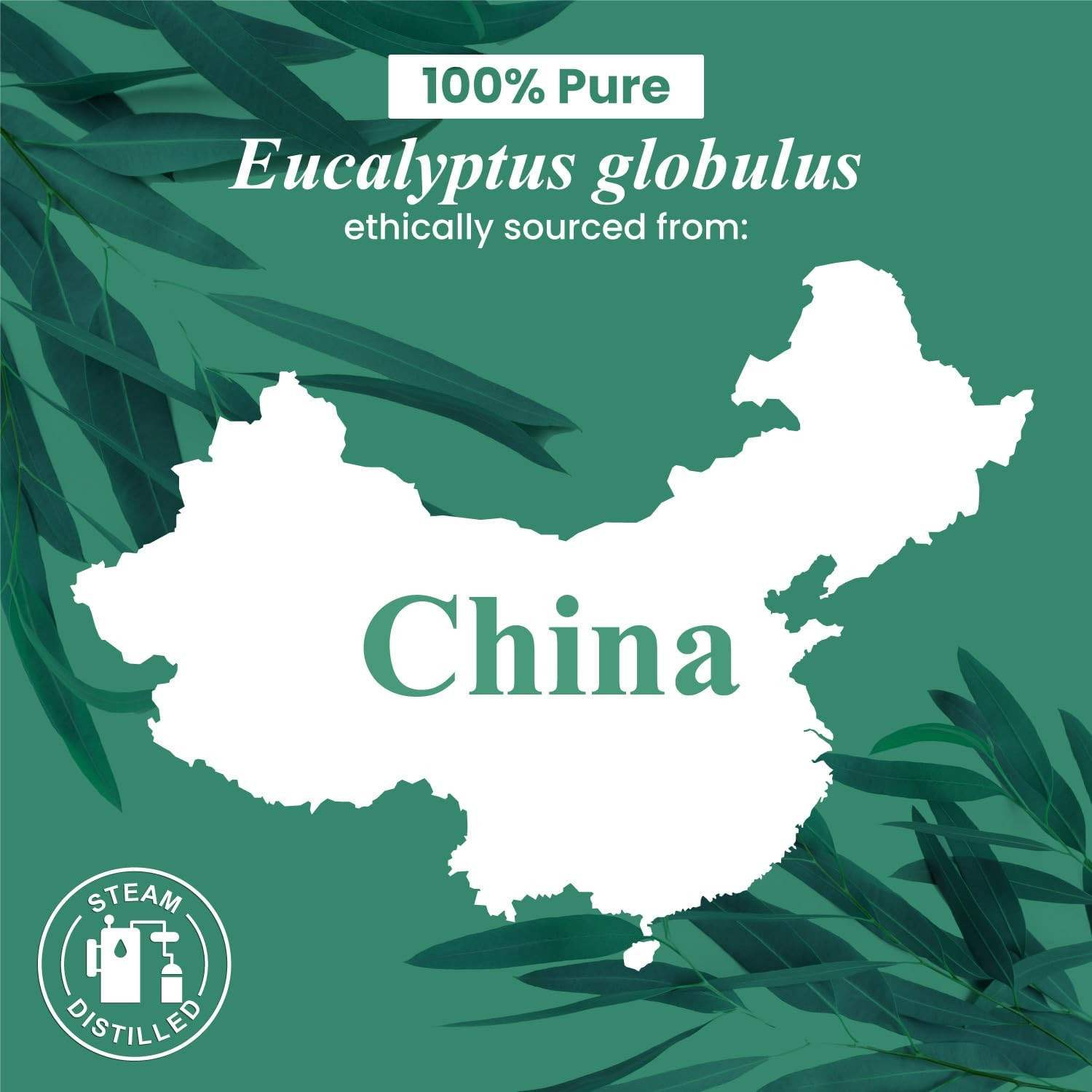 Eucalyptus Essential Oil – Huge 4 Fl Oz – 100% Pure and Natural – Premium Grade