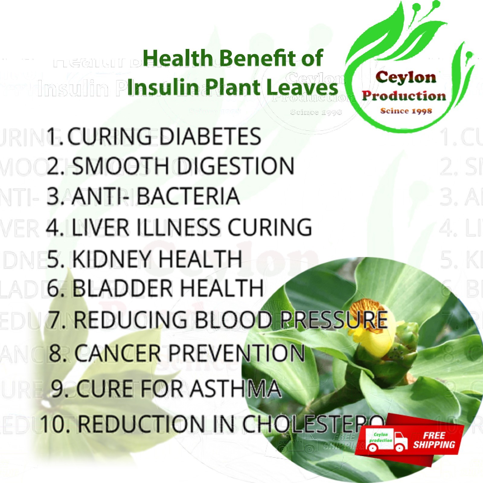 Insulin Plant Leaves powder Natural Blood Sugar Support Ayurvedic Herbal Organic