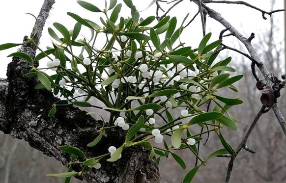 Mistletoe ( Viscum album, Omela ) ORGANIC from Carpathian mountain. Ukraine