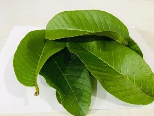 300+ Organic Ceylon Guava Dried Leaves – Anti Diabetic Anti Fat Burner Herbal