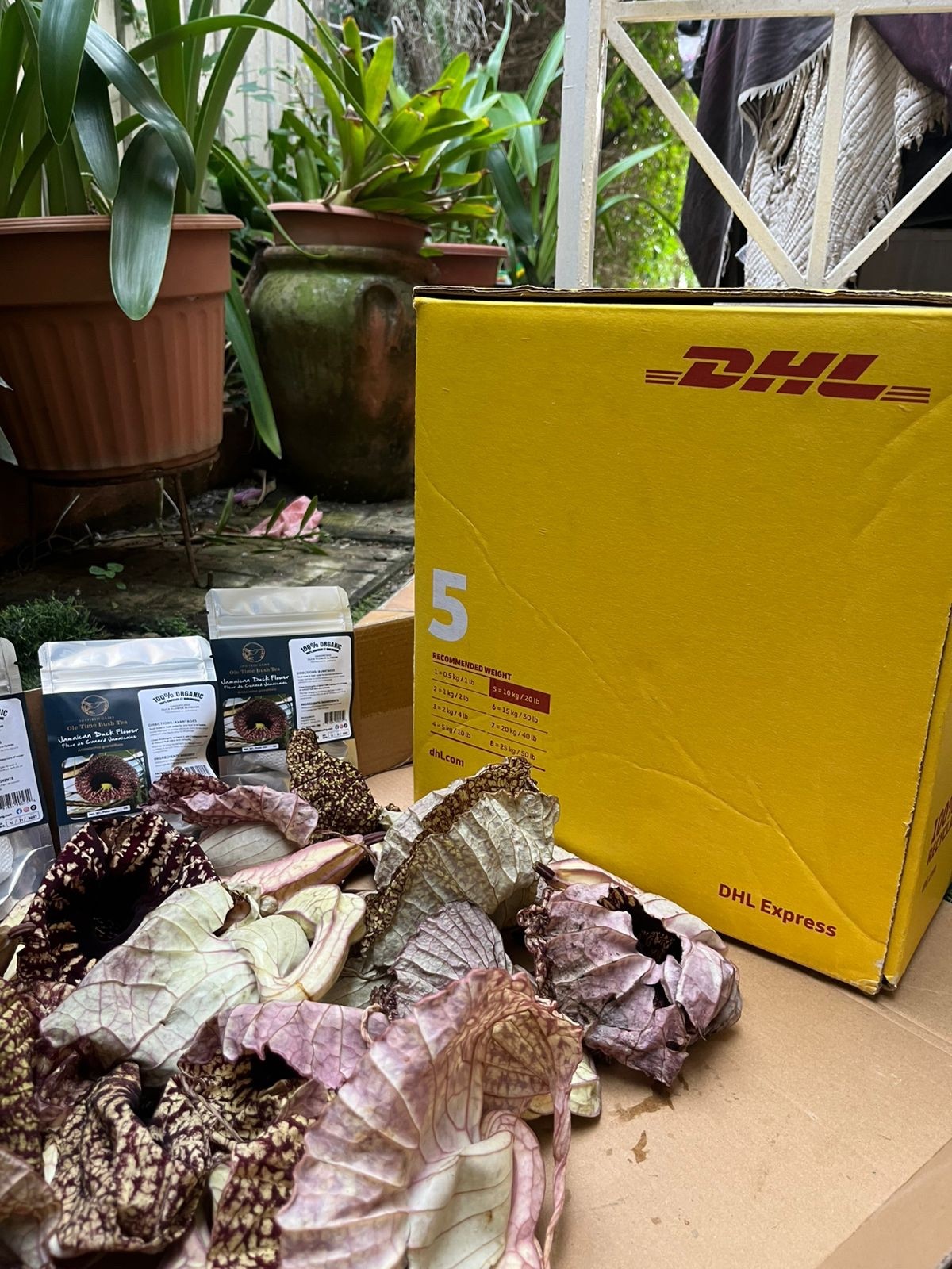 Jamaican Duck Flower Detox- Handpicked In Portland