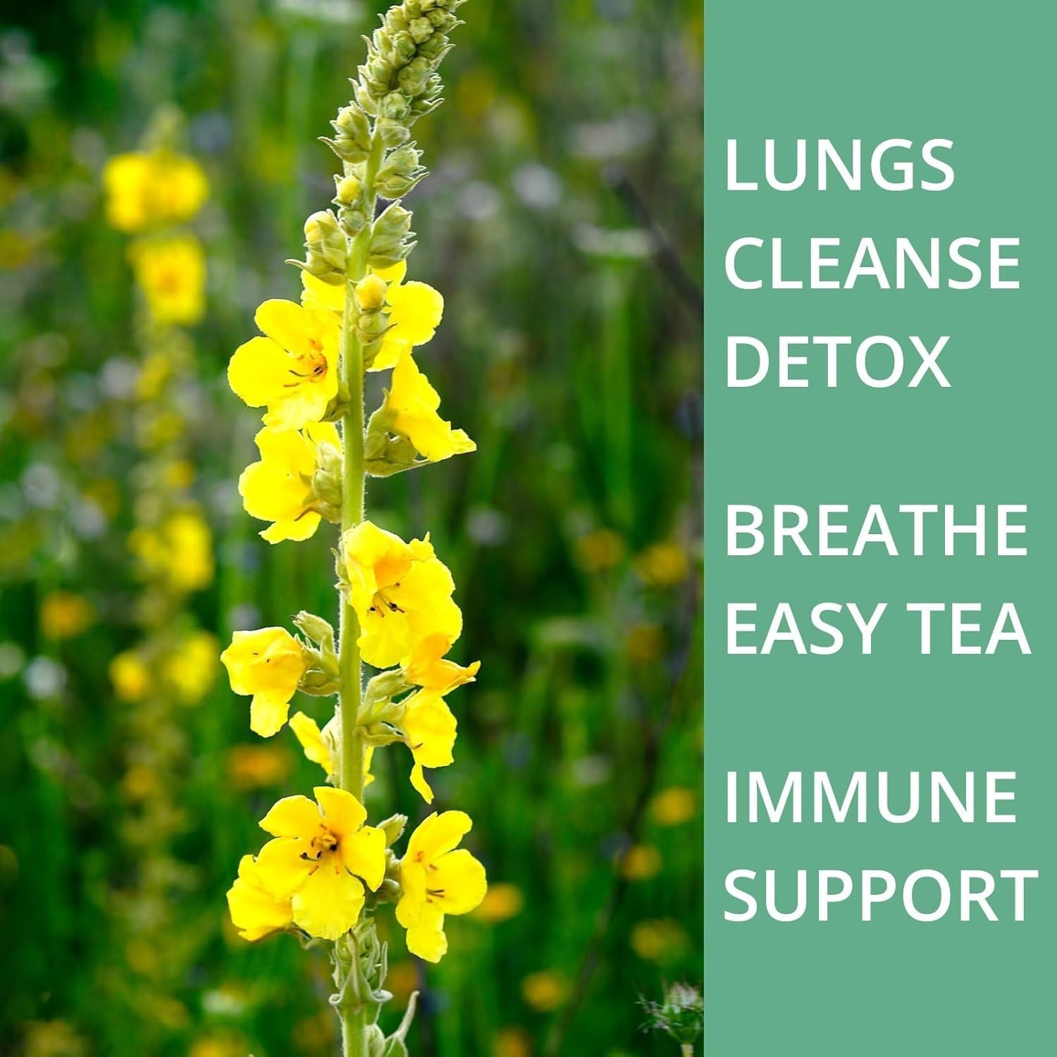 50 Mullein Tea Bags for Lungs, VitalForest 100% Pure Mullein Leave Tea, Lung Det