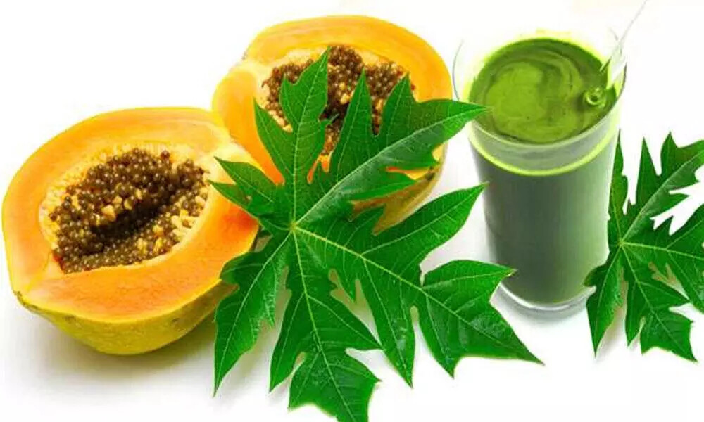 Papaya Leaf Powder I Supports Healthy Blood Platelets & Digestion, Anti-Oxidant