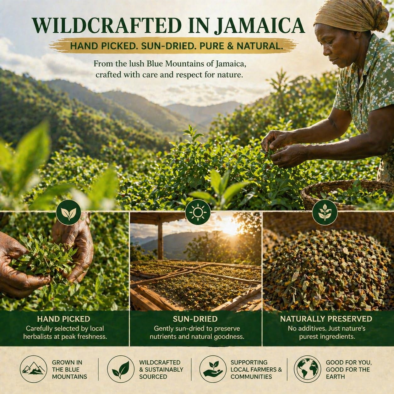Wildcrafted Blood Detox Tea Blend with Cinnamon Oregano Moringa Herbs Jamaica