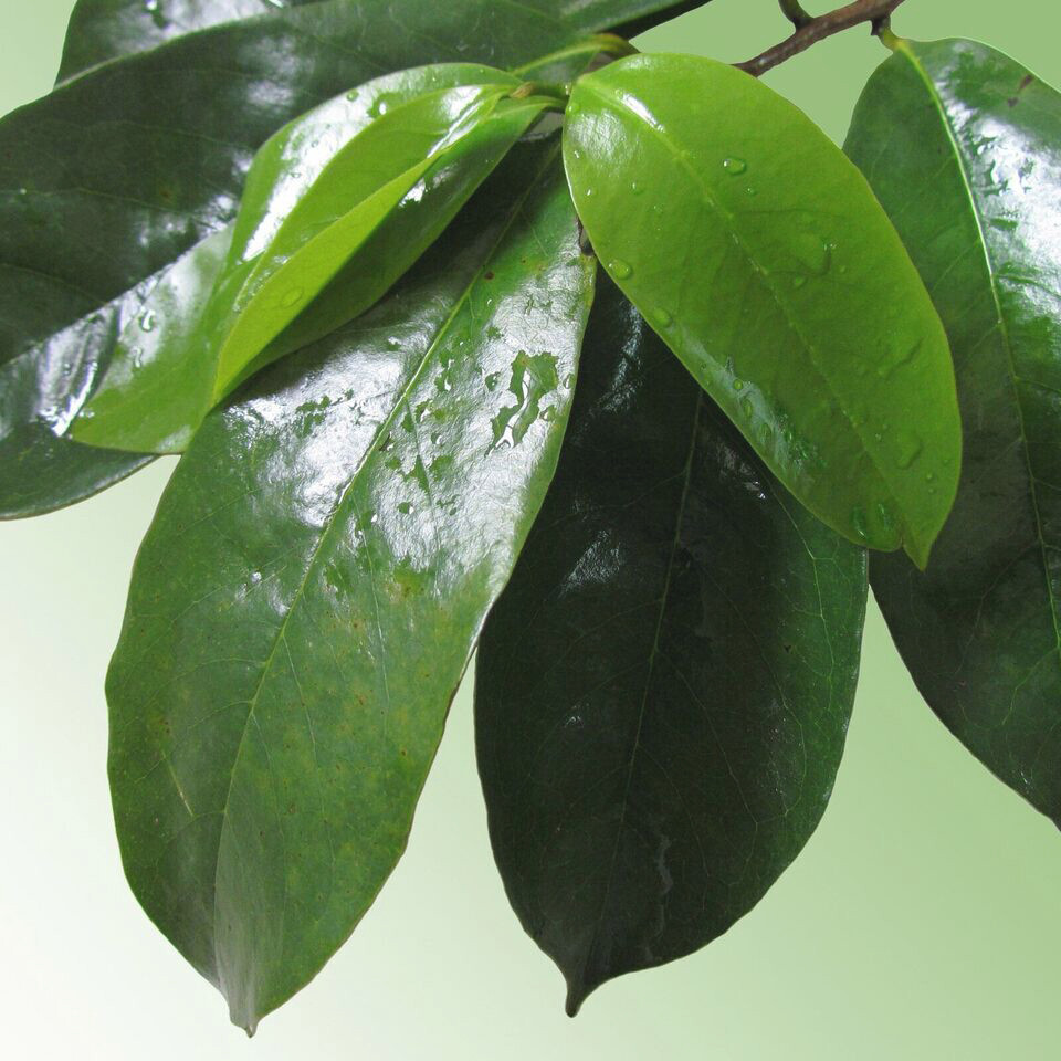 Soursop Graviola 100 TEA BAGS Pure Leaf Tea by YOKABA – Annona Muricata
