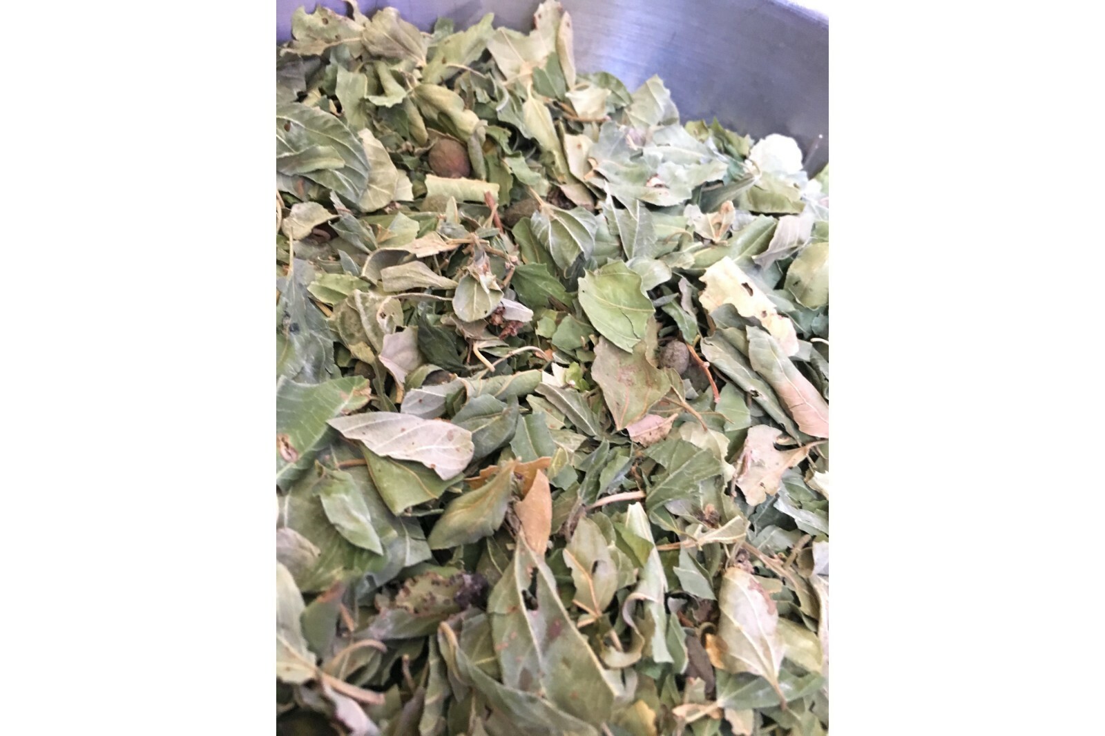 DRIED SIDR LEAVES. Natural, Healthy and Organic. ورق سدر مجفف