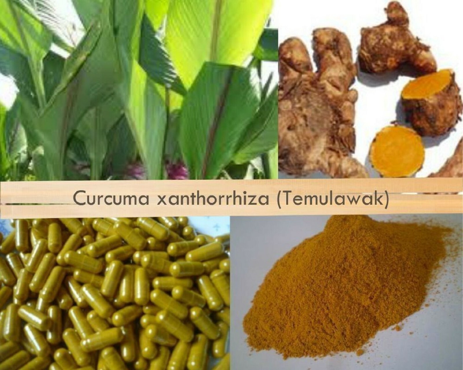 TEMULAWAK CAPSULES Curcuma Xanthorrhiza Java Turmeric Organic Wild Crafted Herbs