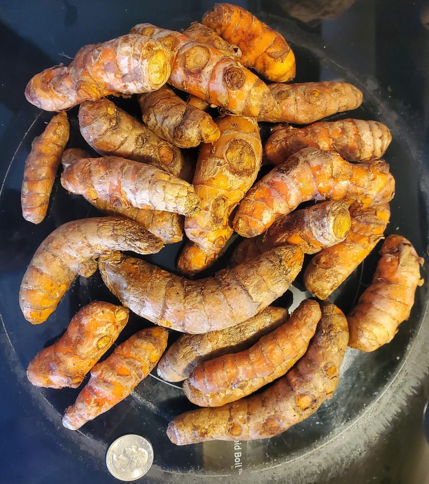 Fresh Organic Turmeric Root -FREE SHIPPING 1lb-30lb USA Shipper BEST PRICE eBay