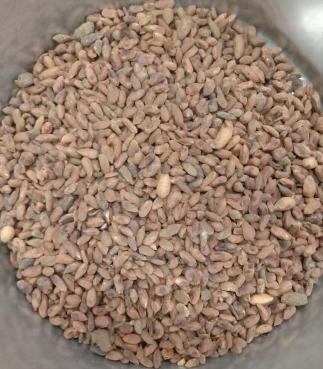 Magaj Neem Magaz Neem Giri Neem Niboli Azadirachta Indica Seeds (Without Shel)