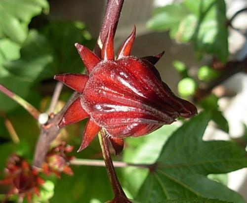 Hibiscus flower herbal Tea 100 tea bags Organic Healthy delicious tea Vitamin C