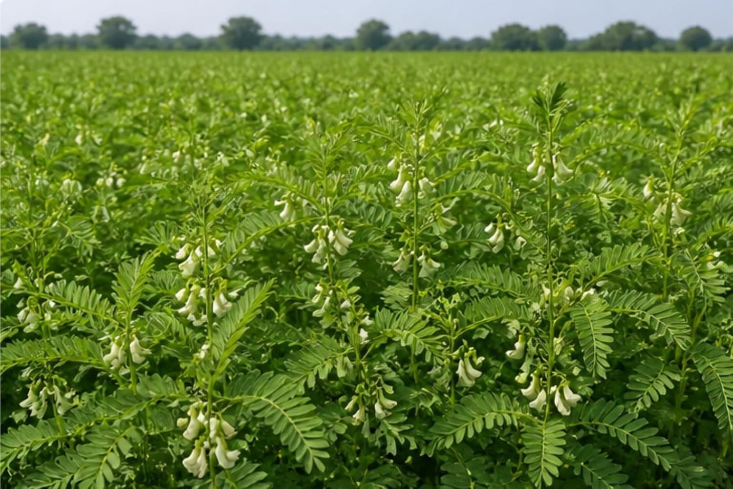 Sesbania (Dhaincha) Seeds |Green Manure Crop Seeds |Soil Fertility Improver 1 KG
