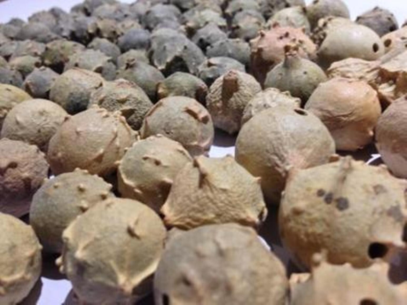 Majuphal Manjakani Quercus Infectoria Nutgalls Gallnuts Oakgalls Majuphal Powder