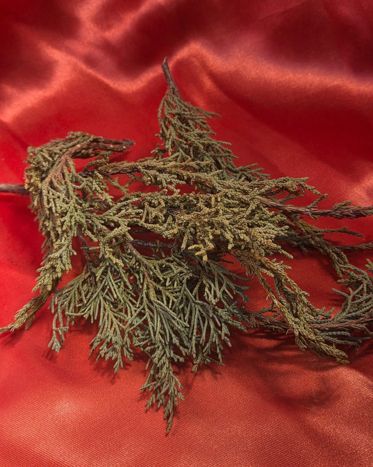 Juniper Needles ~ Juniperus Cupressaceae ~ United States