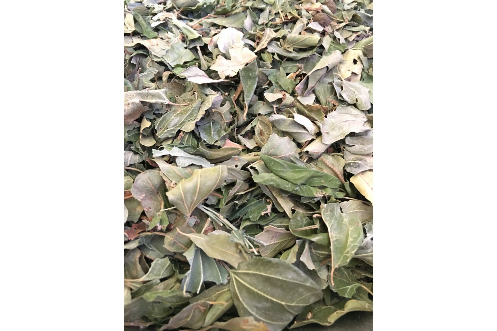 DRIED SIDR LEAVES. Natural, Healthy and Organic. ورق سدر مجفف