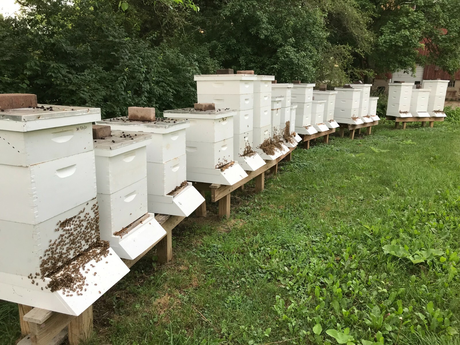 Bee Propolis 1,2,8,16oz 100% PURE Natural USA (28-453g) Buy From The Beekeeper