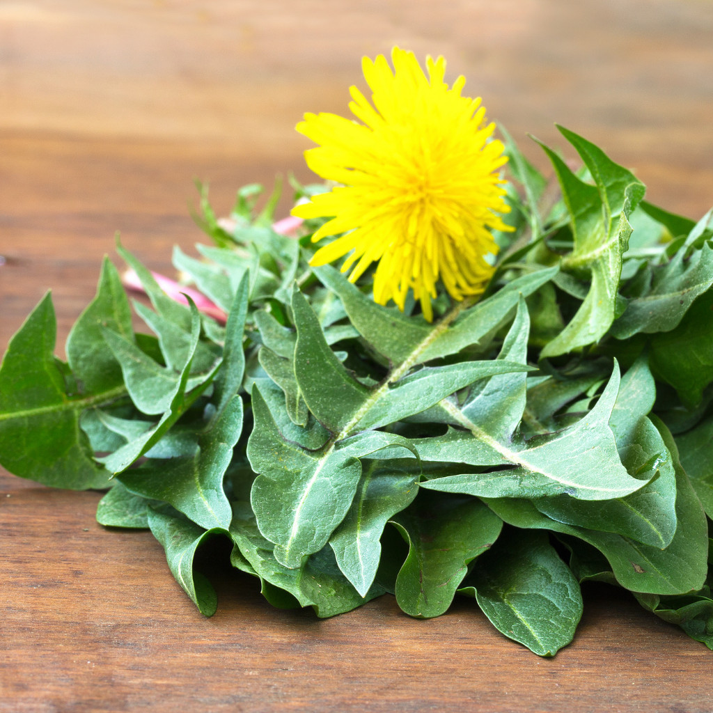 Organic Dandelion Leaf (Diente de Leon) Premium Herbal Tea 30 Bags Caffeine Free