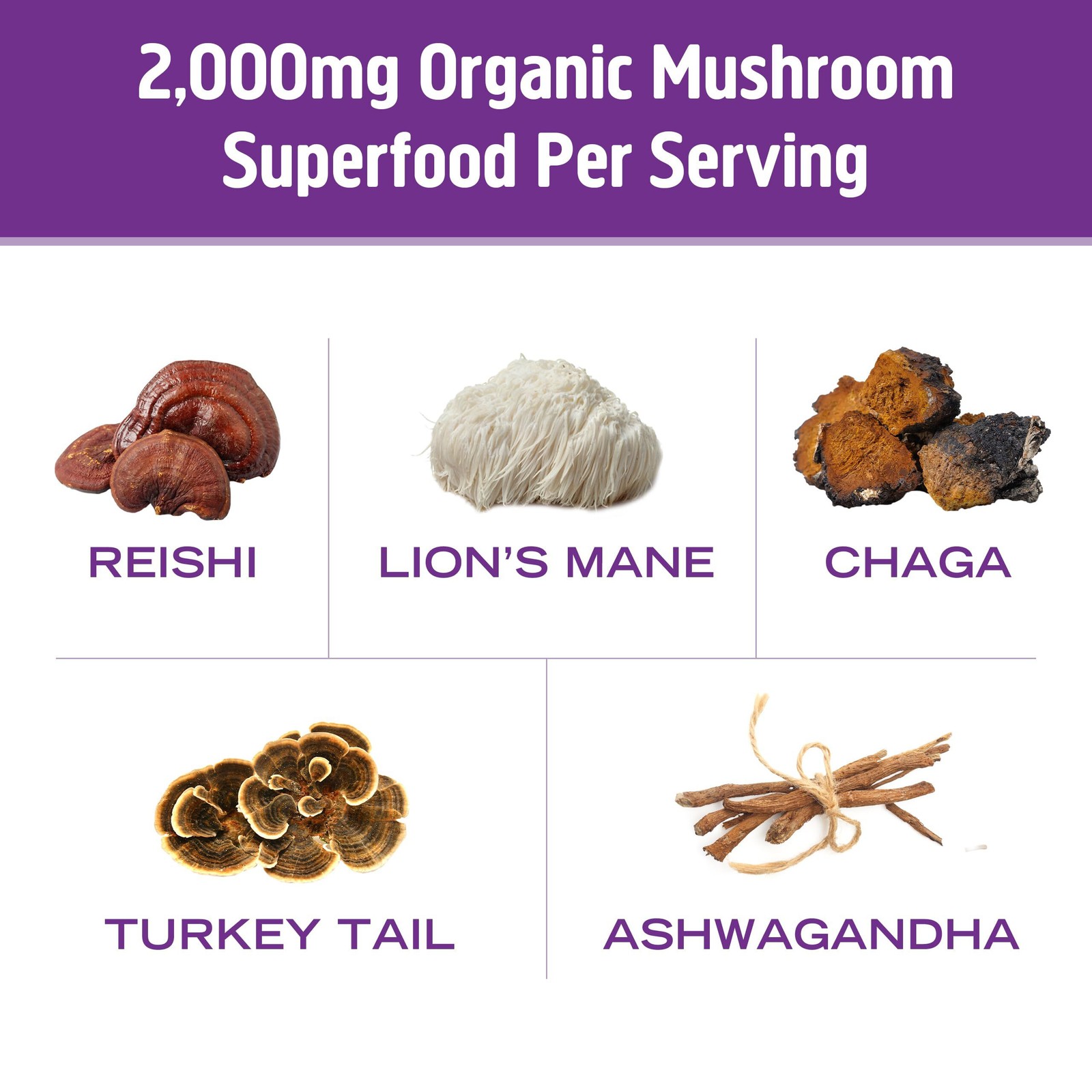 10/26 OM MUSHROOM SUPERFOOD Hot Chocolate Blend – Dutch Cocoa Mushroom Powder wi