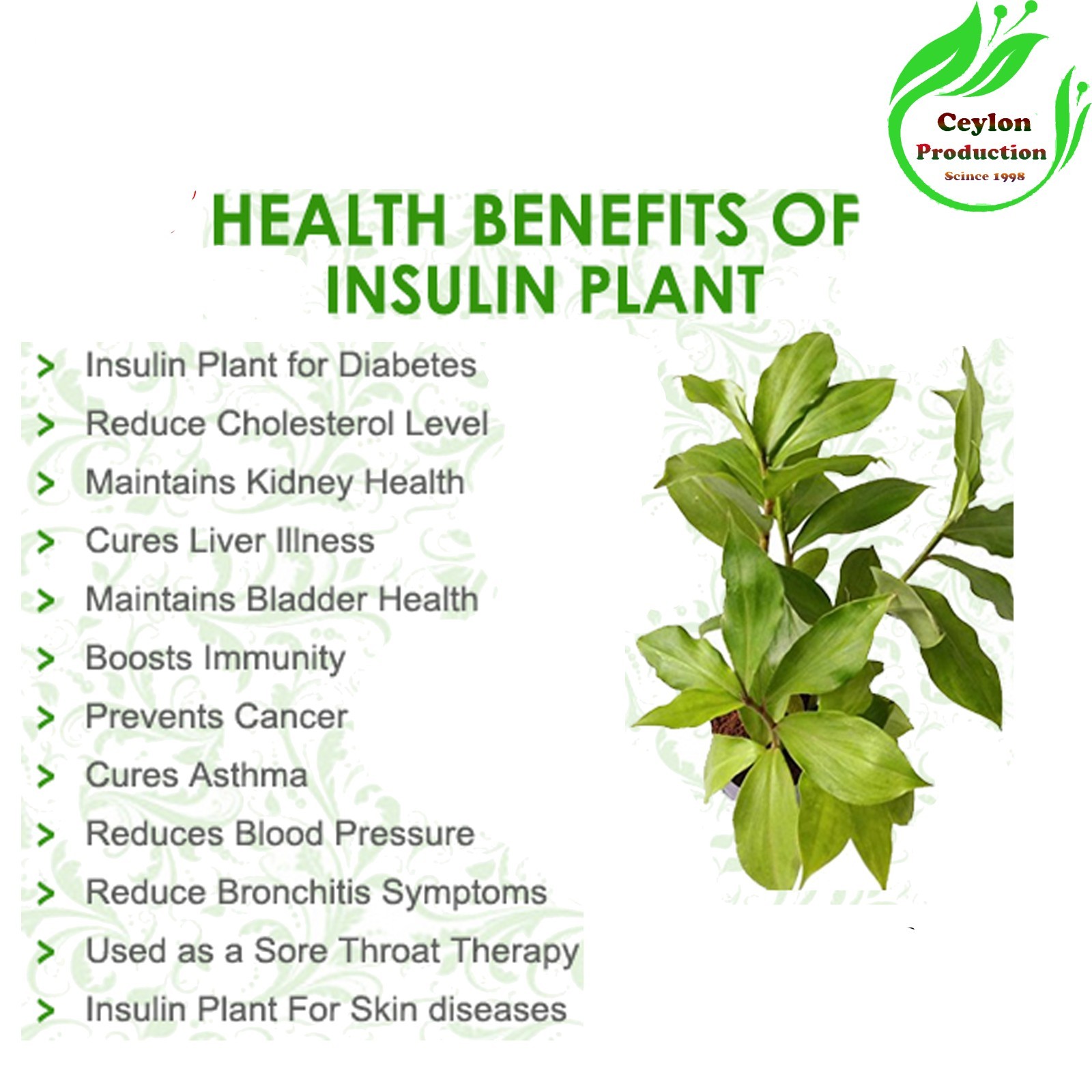 Insulin Plant Leaves powder Natural Blood Sugar Support Ayurvedic Herbal Organic
