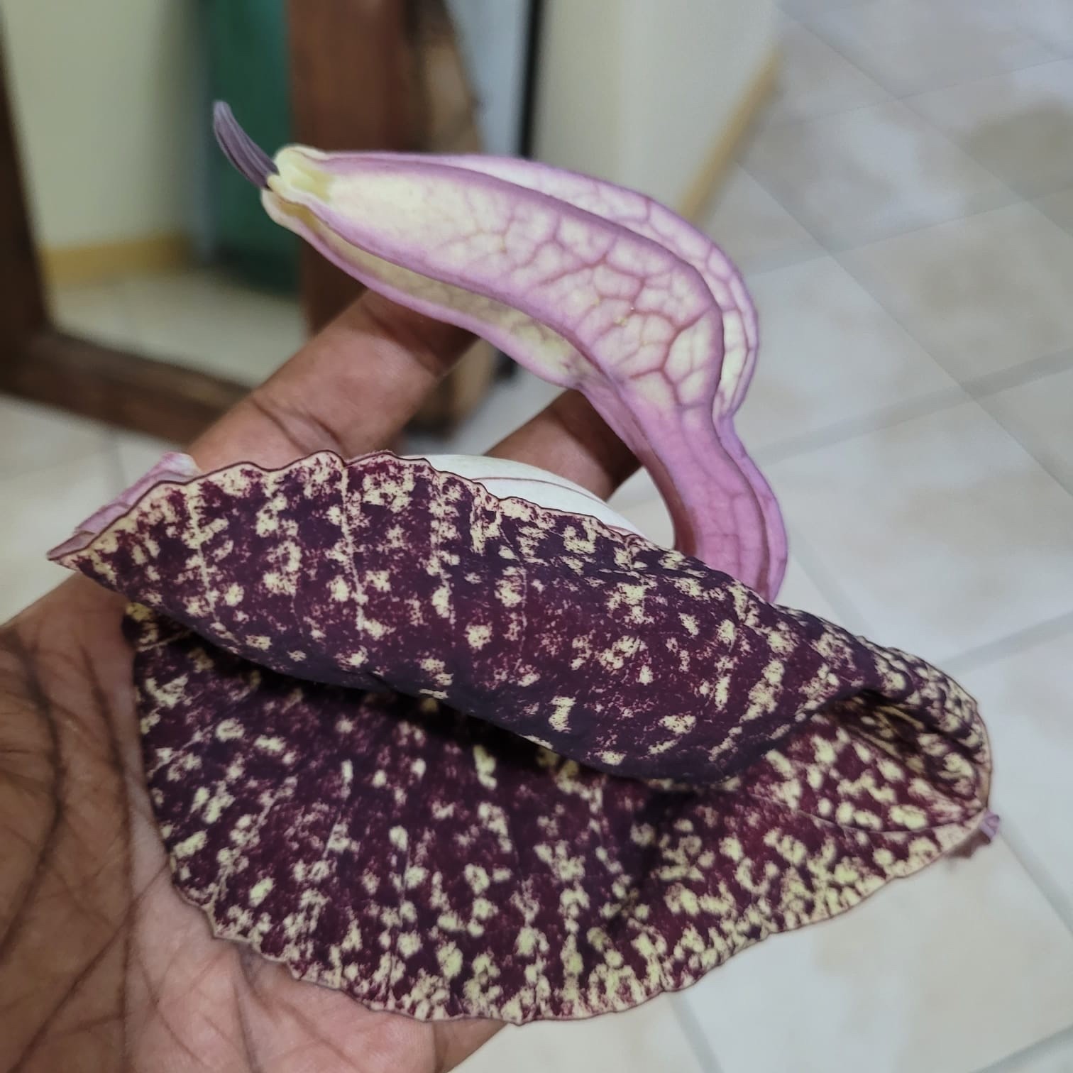 Jamaican Duck Flower Detox- Handpicked In Portland